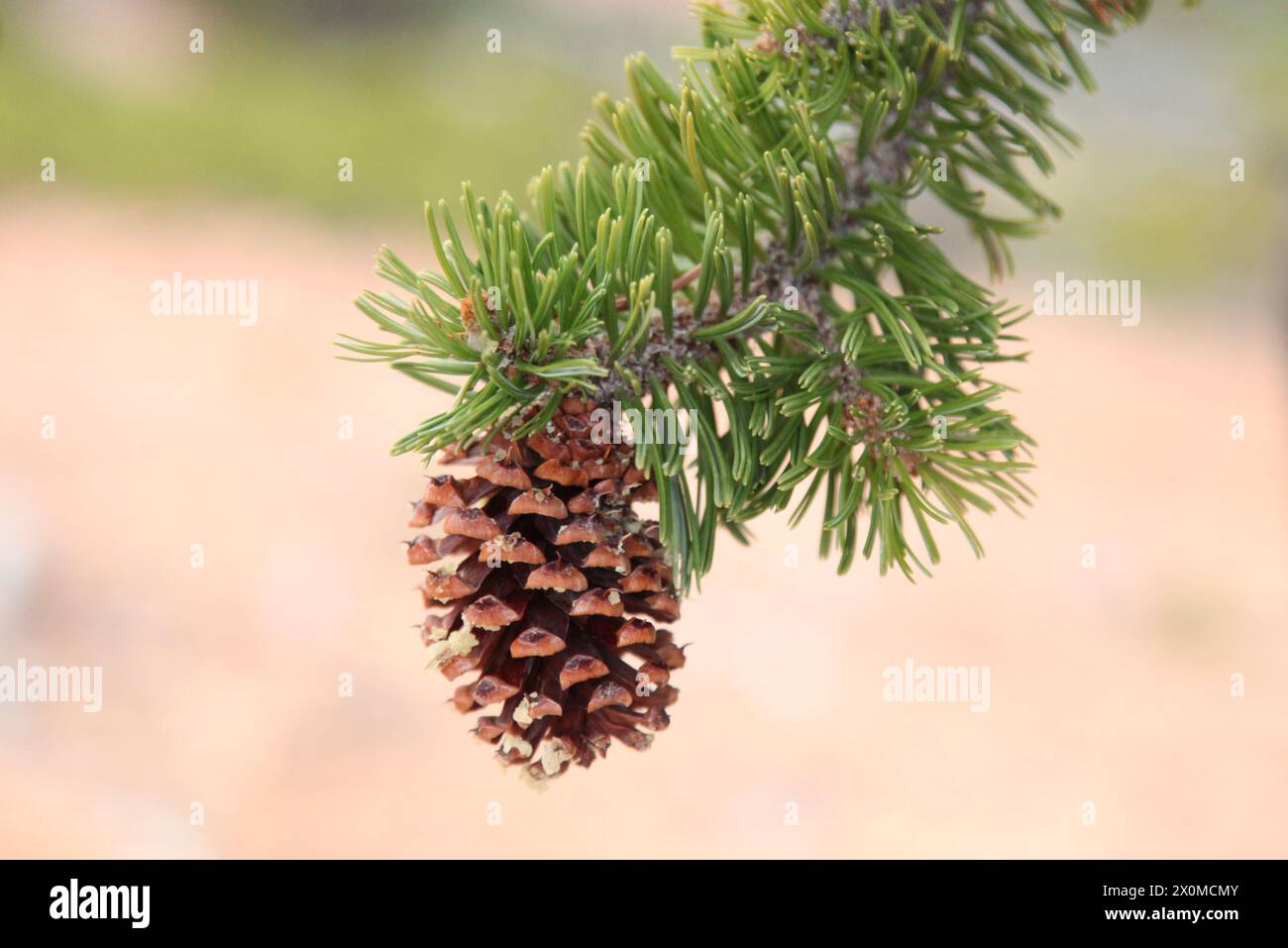 Intermountain Bristlecone Pine (Pinus longaeva) cone in Dixie National Forest, Utah Stock Photo