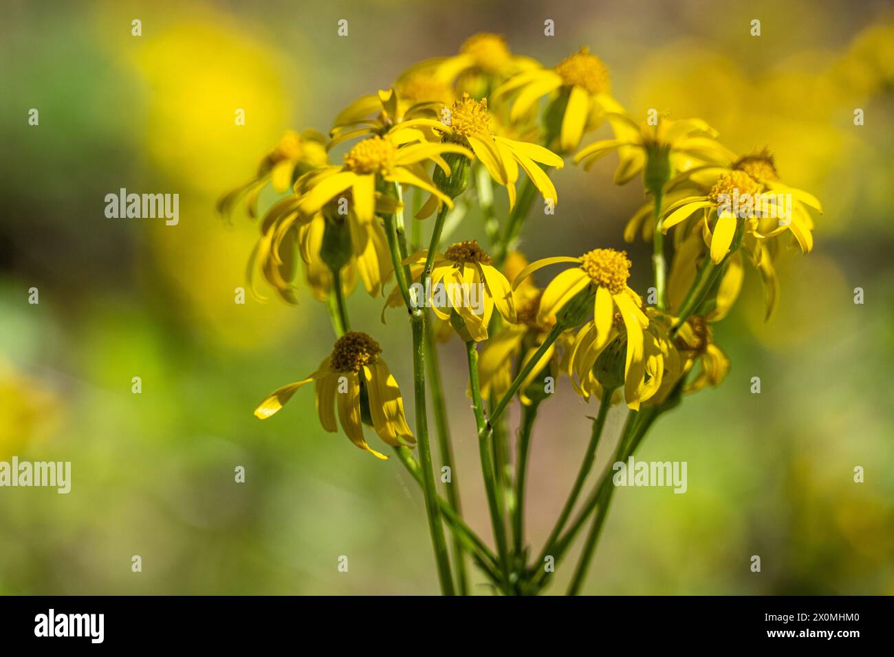Yellow ragwort flowers in Fort Gibson, Oklahoma. (USA) Stock Photo