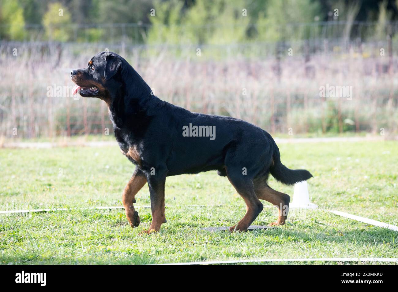 dog training  for obedience discipline with a rottweiler Stock Photo