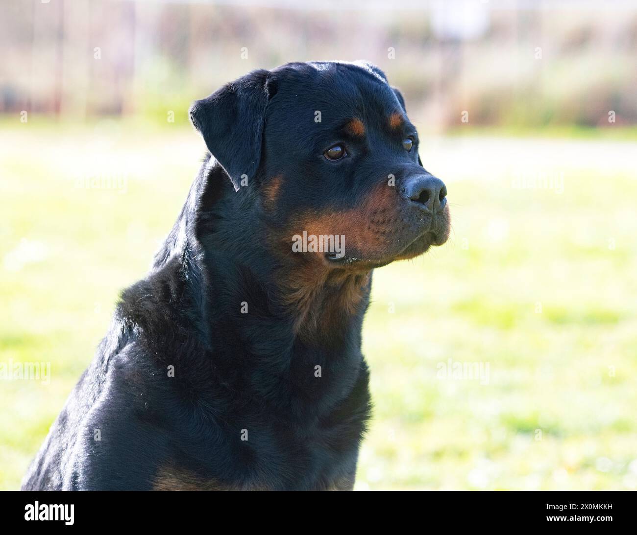 dog training  for obedience discipline with a rottweiler Stock Photo