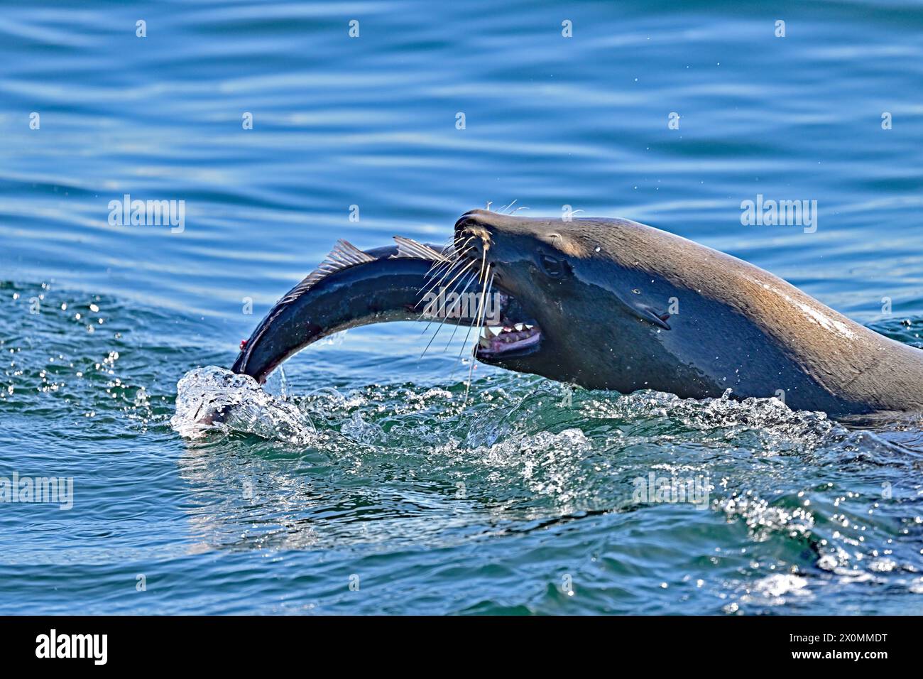 California Sea Lion chomping on a hug fish Stock Photo