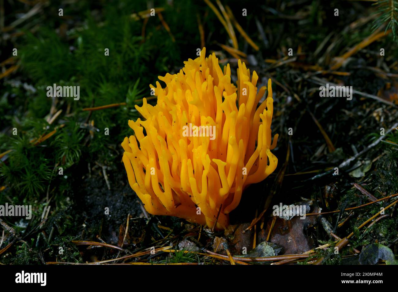 A yellow coral fungus, resembling a terrestrial plant, emerges from the ground in a natural landscape. This unique fungus adds to the diverse wildlife Stock Photo