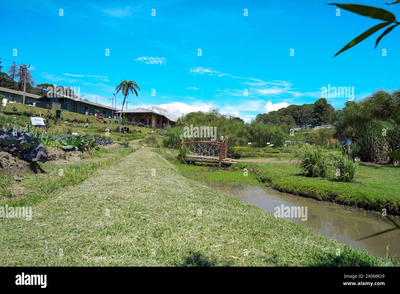 Landscape Beautifull Garden brown bridge scene in the vegitable Stock ...