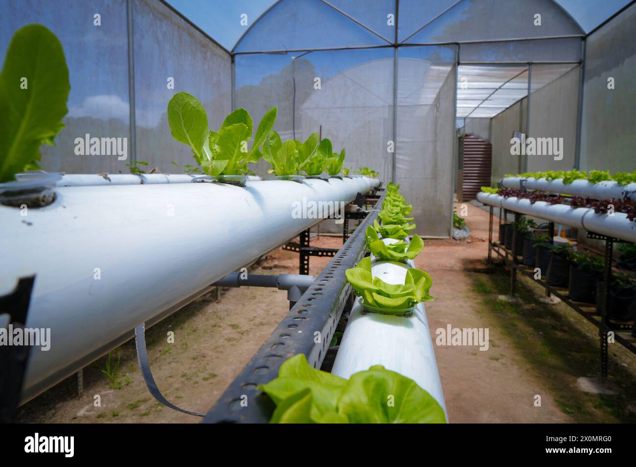 Verticulture Purple buckets hi-res stock photography and images - Alamy