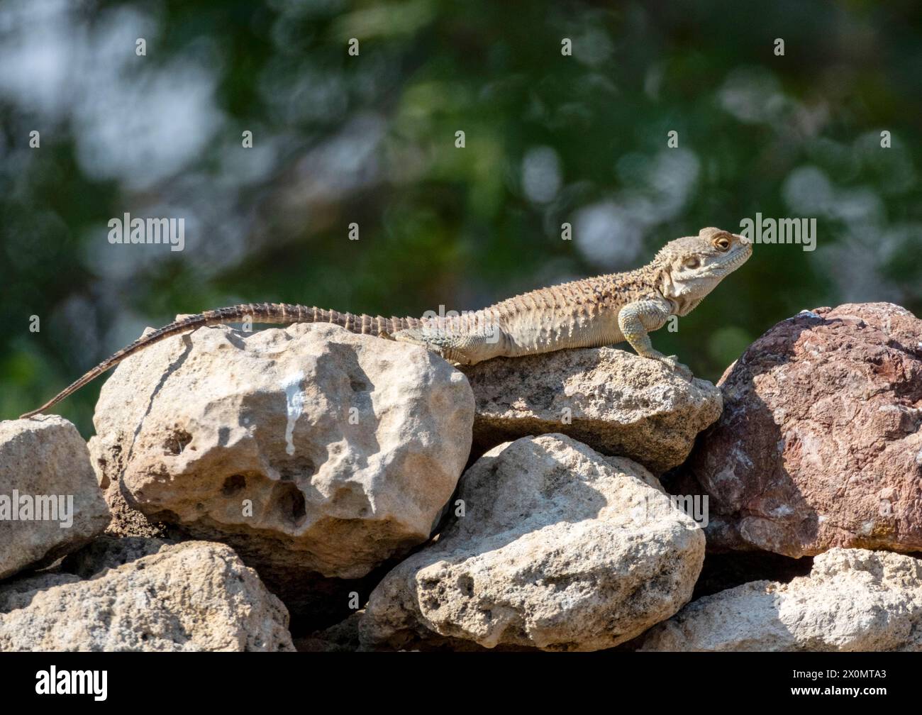 Cyprus Rock Agama, (Stellagama stellio cypriaca) alert, on a stone wall,  Paphos Cyprus. Stock Photo