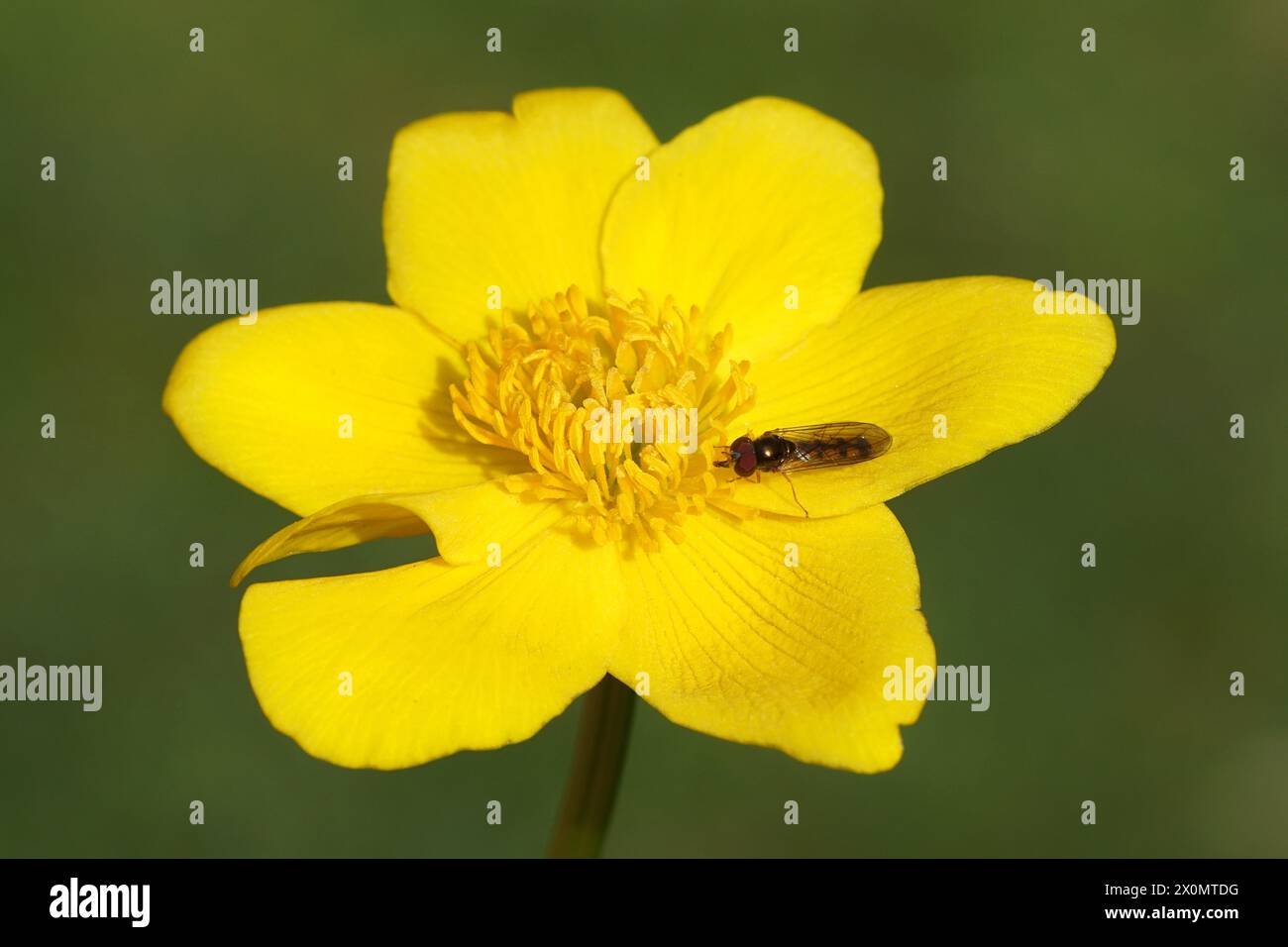 Male hoverfly Melanostoma scalare, family Syrphidae on a yellow flower of marsh-marigold or kingcup (Caltha palustris), buttercup family Ranunculaceae Stock Photo