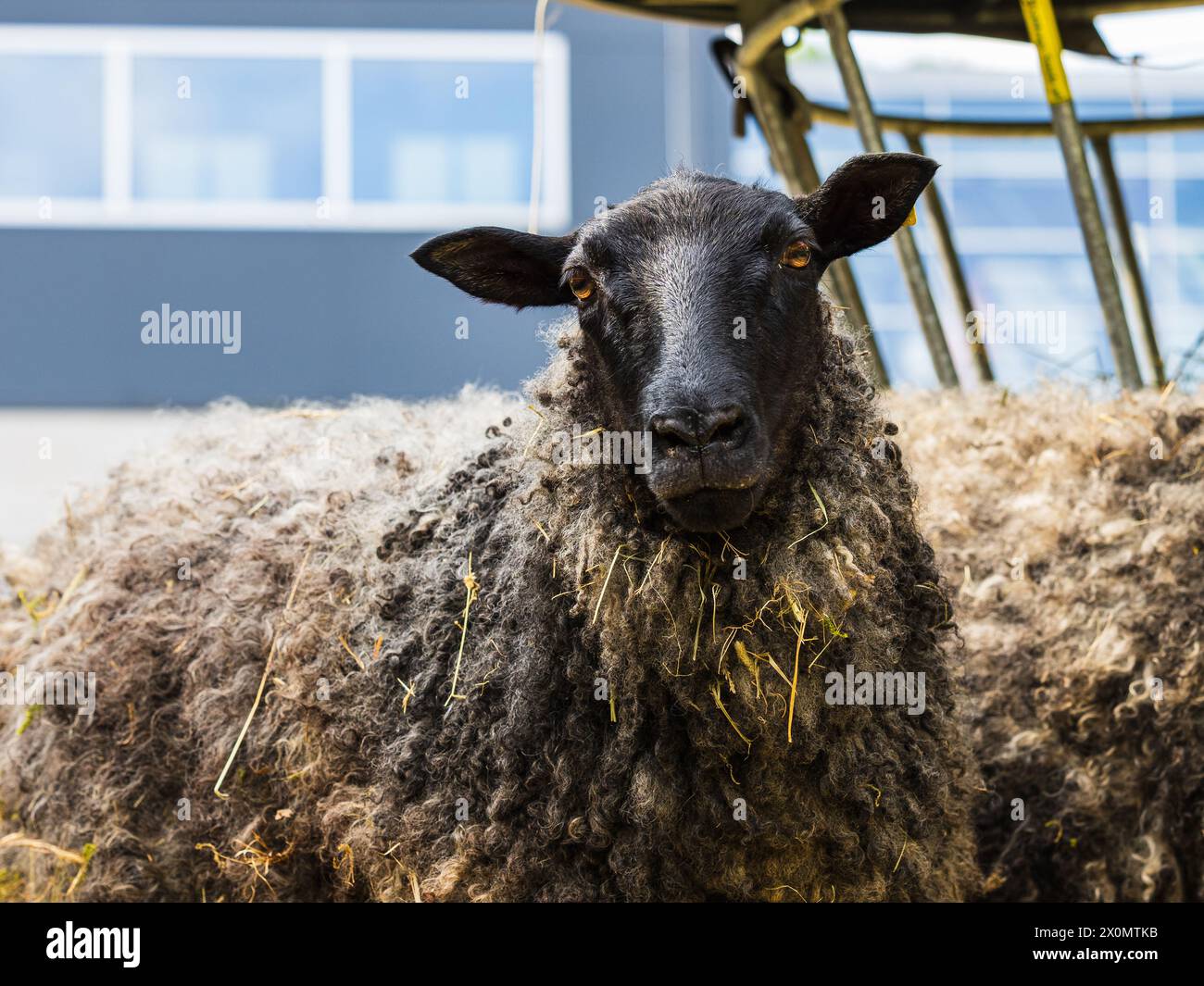 Wool Hay Pile of hay hi-res stock photography and images - Alamy
