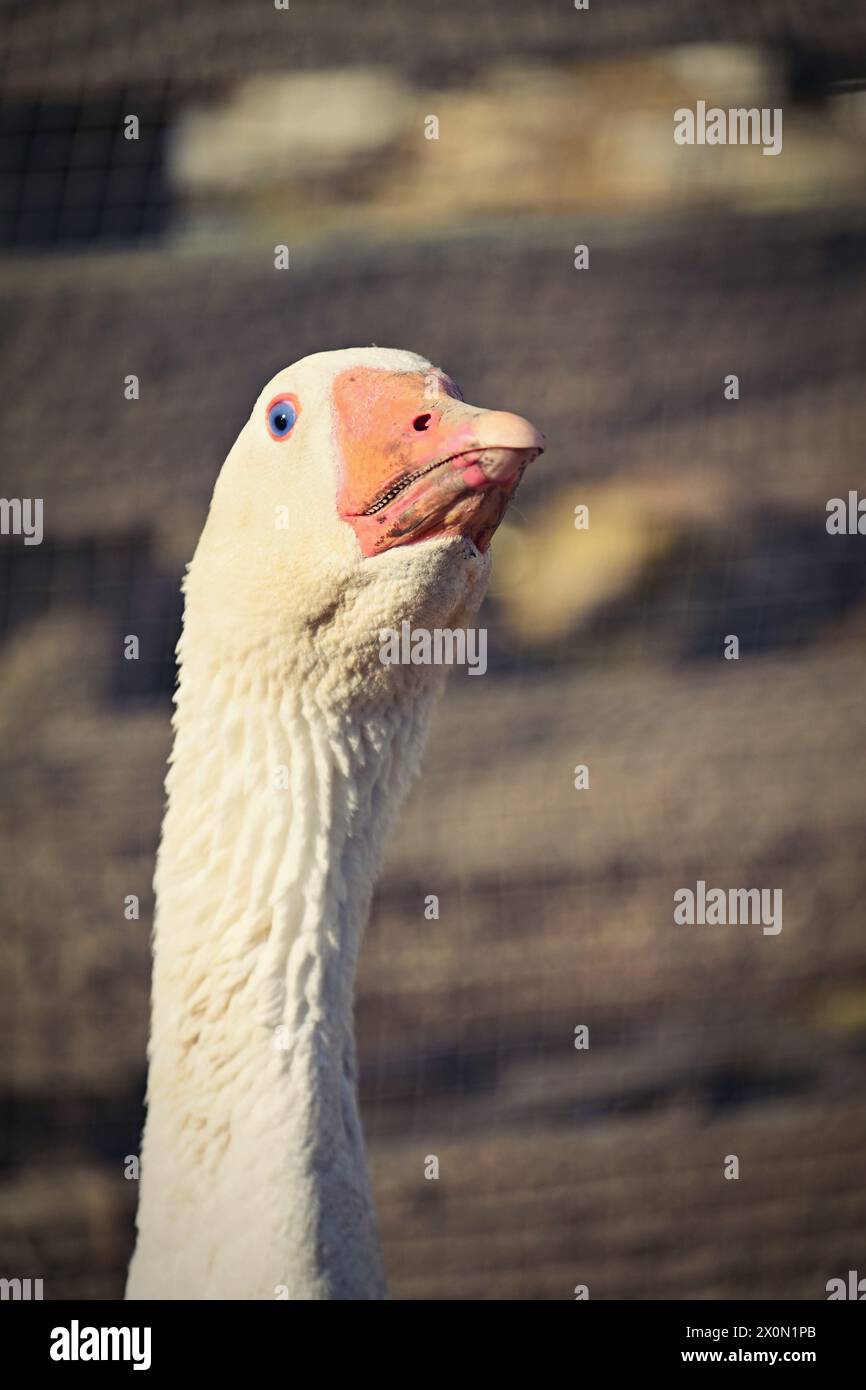Domestic goose. Funny portrait of an animal on a farm. Stock Photo
