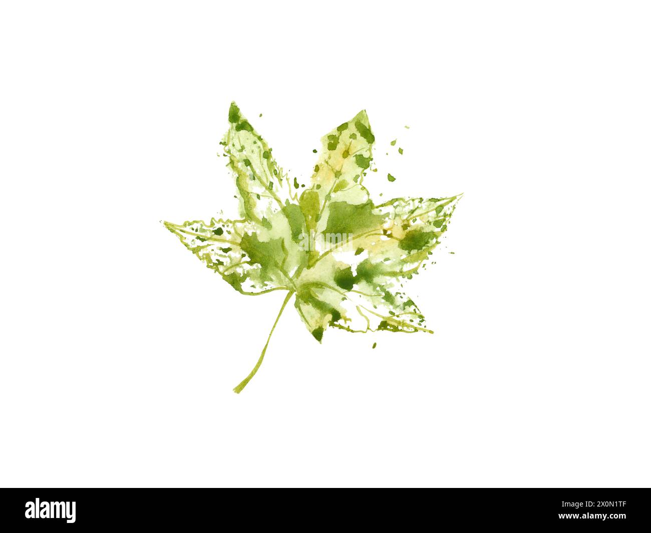Maple leaf with watercolor splashes. Green yellow forest plant in summer colors. National Canadian symbol. Floral, botanical leave. Stock Photo