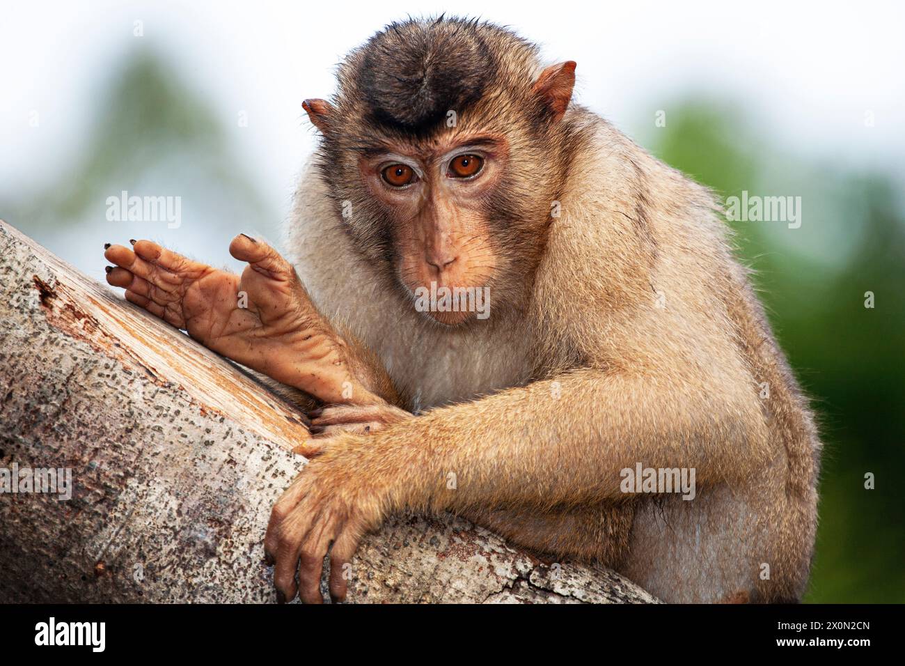 Pig-tailed Macaque (macaca nemestrina). Borneo Malaysia Stock Photo