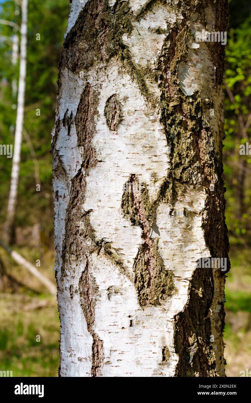 Detailed closeup of the bark of a birch tree, showcasing its unique patterns and textures. A beautiful feature of a deciduous tree found in temperate Stock Photo