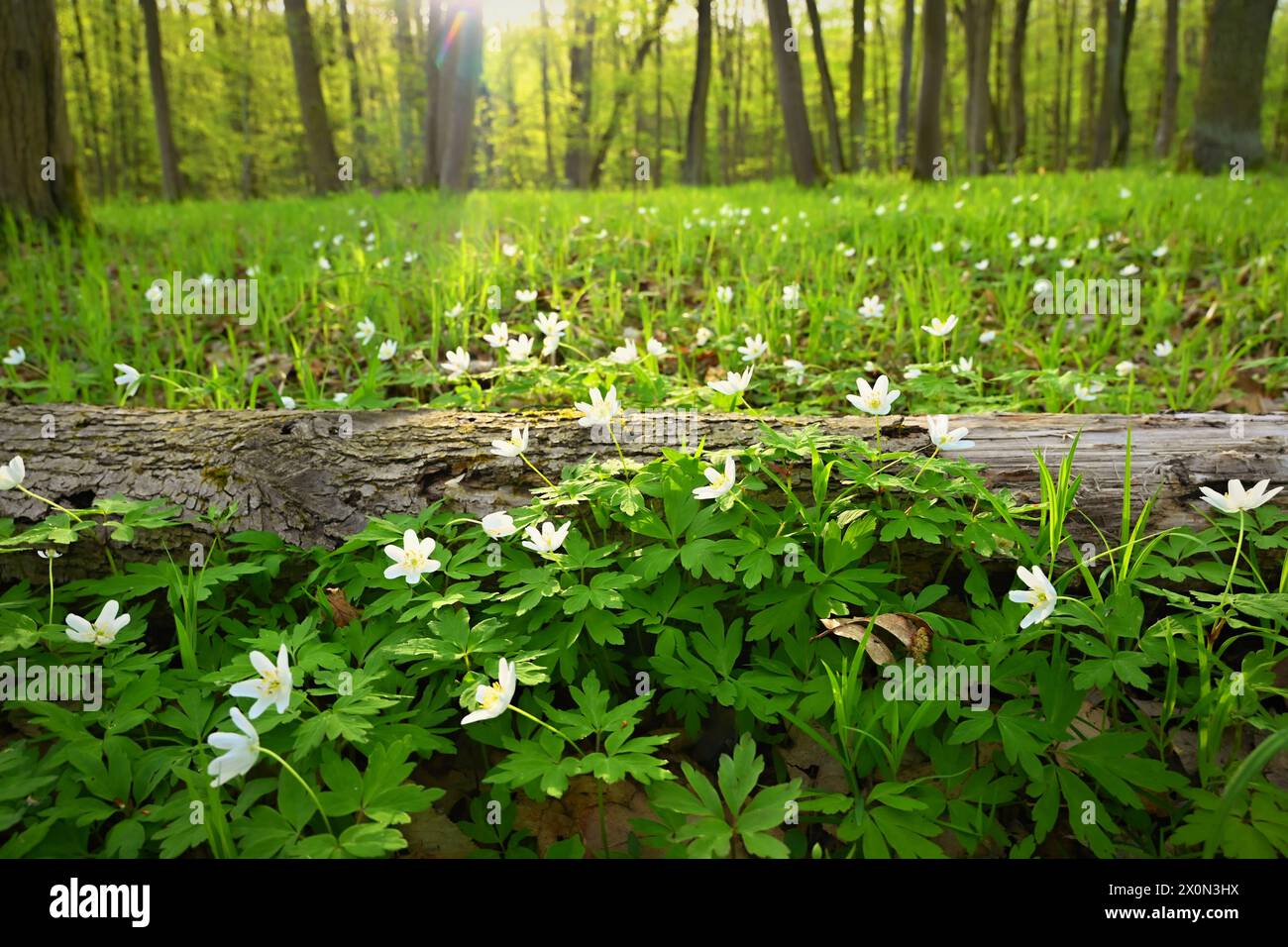 Beautiful little spring flower in the forest. (Anemonoides nemorosa) Spring time in nature. Colorful landscape with trees at sunset. Stock Photo