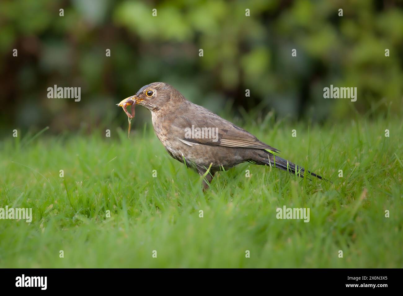 A female Blackbird on green lawn with worms in mouth Stock Photo