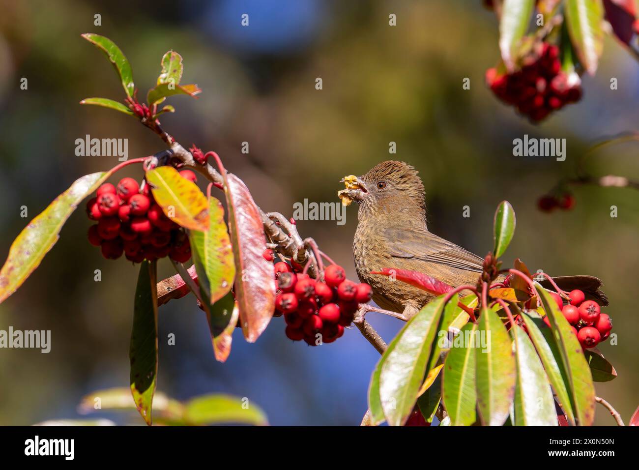 Taiwan rosefinch female, an endemic bird of Taiwan perched on a tree eating red fruits Stock Photo