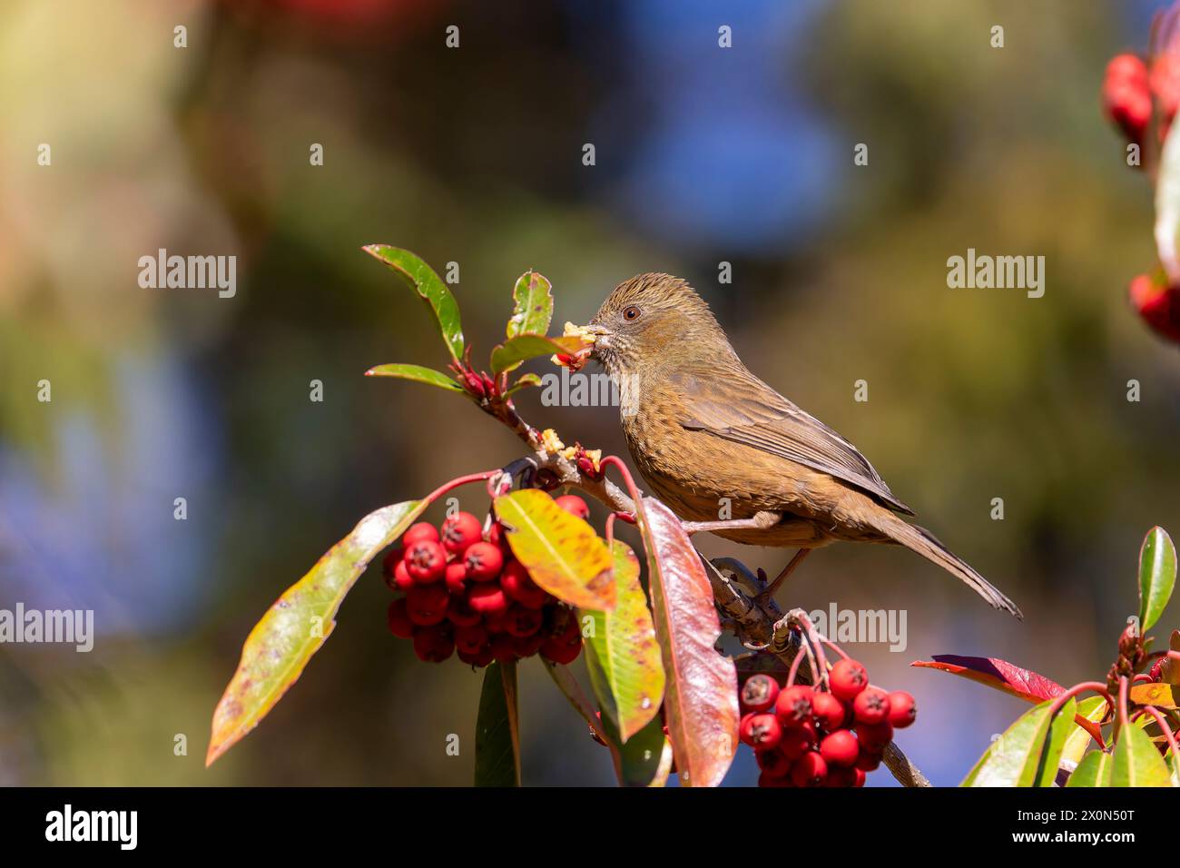 Taiwan rosefinch female, an endemic bird of Taiwan perched on a tree eating red fruits Stock Photo