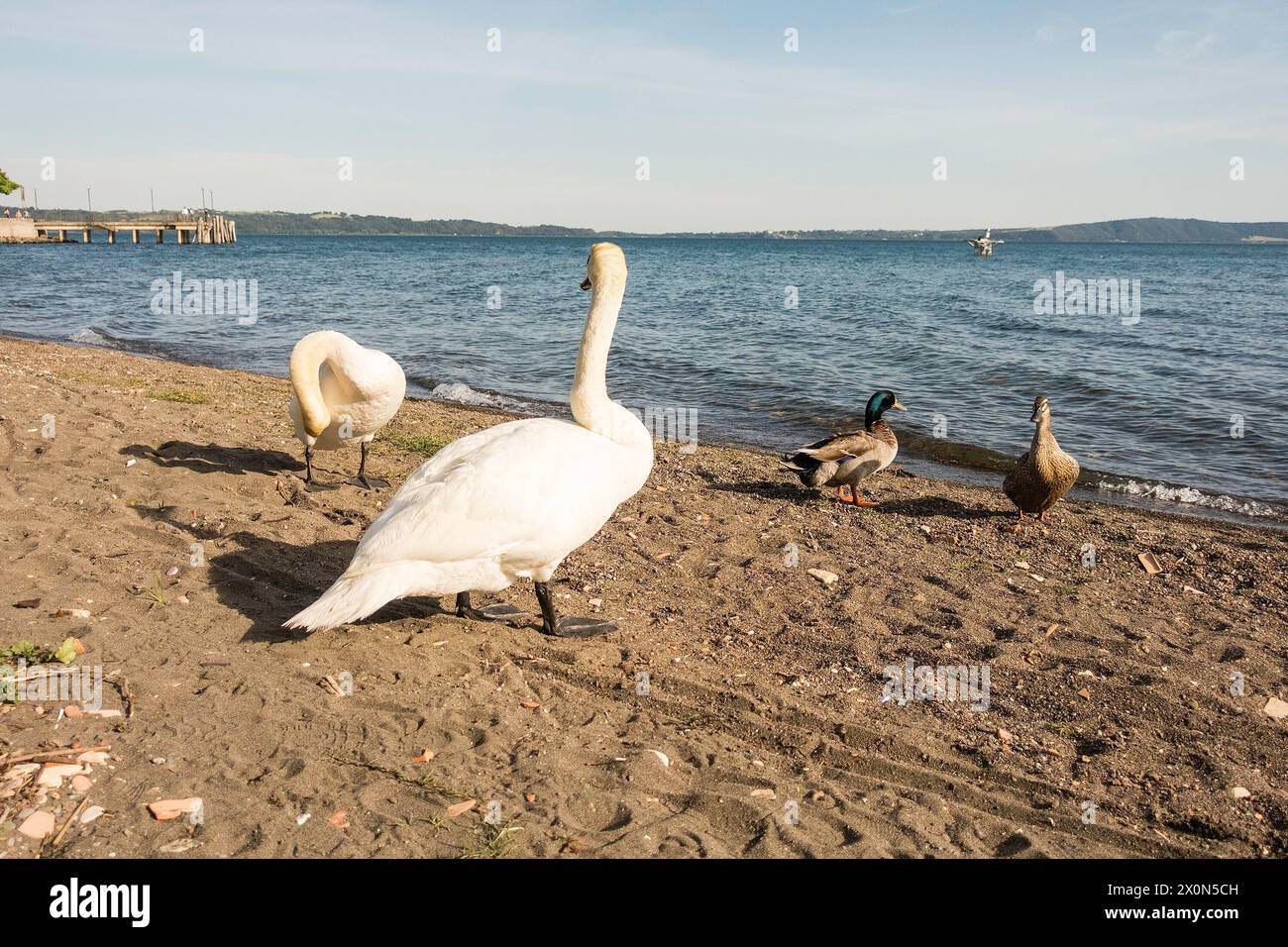 Beautiful white swan with a scenic afternoon golden light on the lake Bracciano, near Rome, Italy Stock Photo