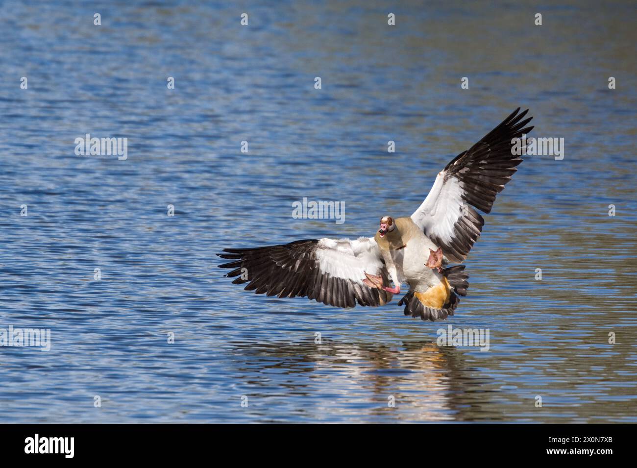 Male Egyptian goose with wings spread and legs up as it is almost ready to land on the water at a crazy angle Stock Photo
