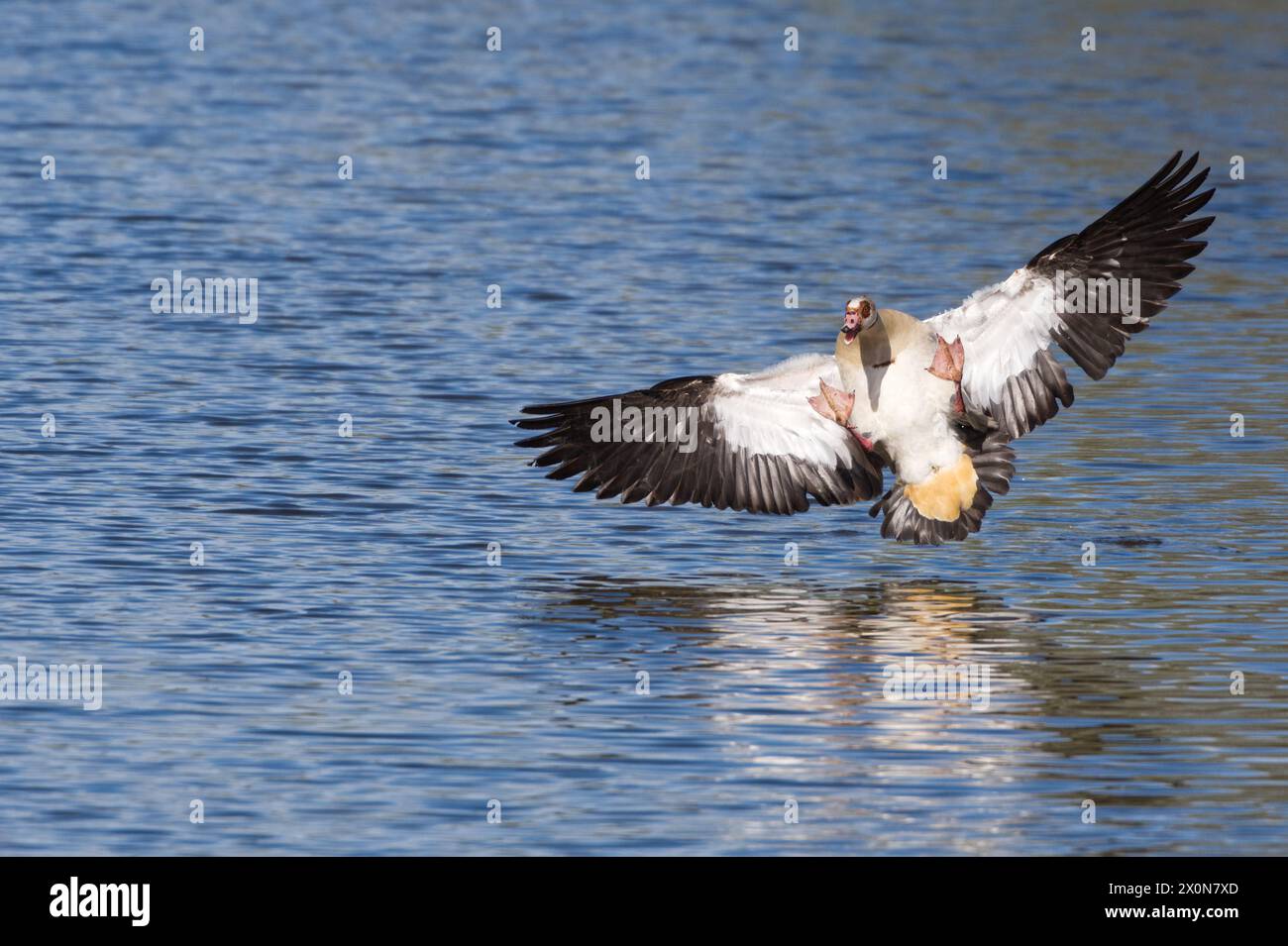 Male Egyptian goose landing on the water with wings spread and legs way in the air Stock Photo
