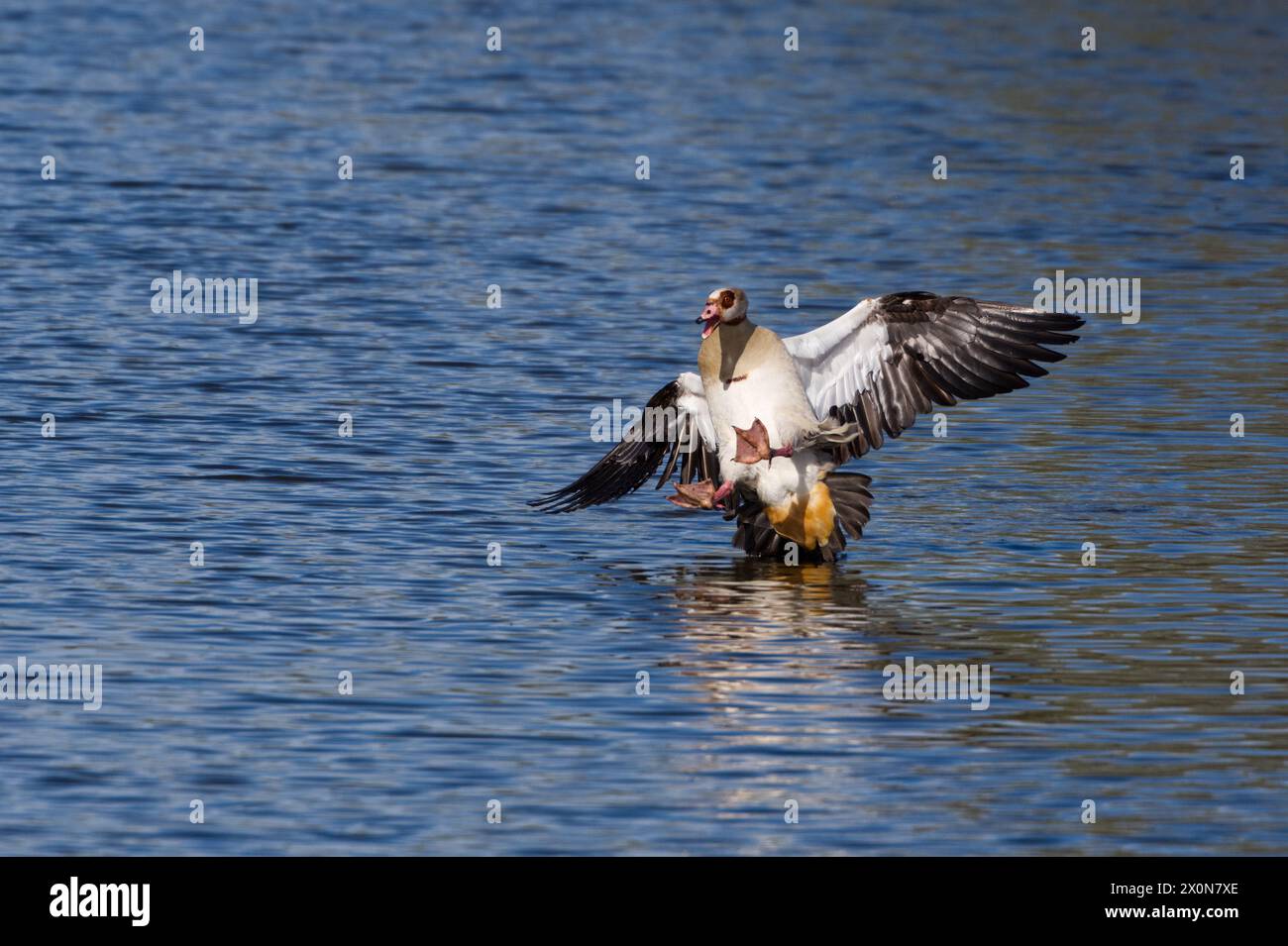 Male Egyptian goose landing on the water with wings spread and feet in the air Stock Photo