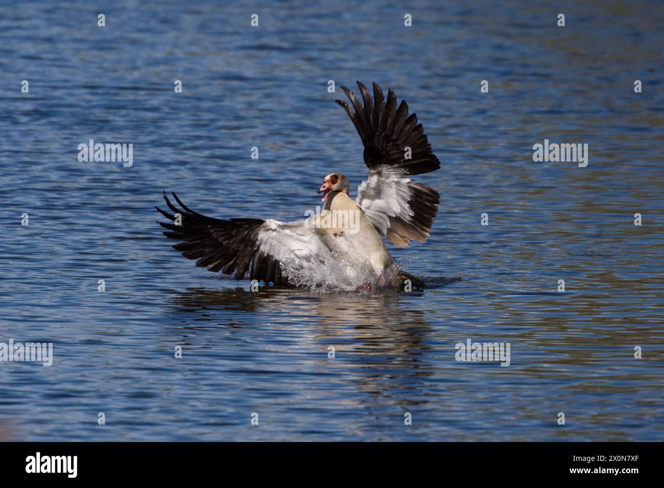 Male Egyptian goose landing on the water with wings spread and making a splash Stock Photo