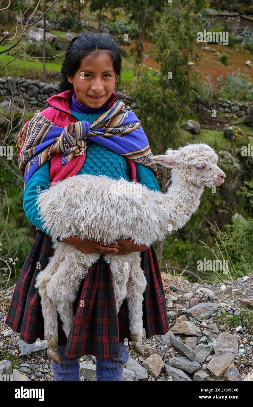 Peru, province of Cuzco, Sacred Valley of the Incas, alpaca and llama breeding Stock Photo