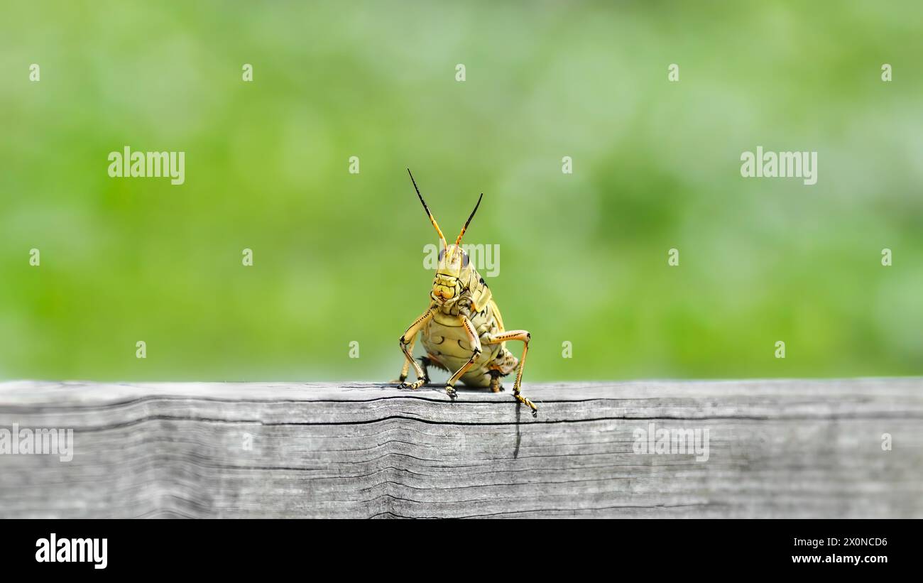 The Florida lubber grasshopper (Romalea Micropteera) on a wooden fence with a green bokeh background, copy space, negative space, minimalism, 16:9 Stock Photo