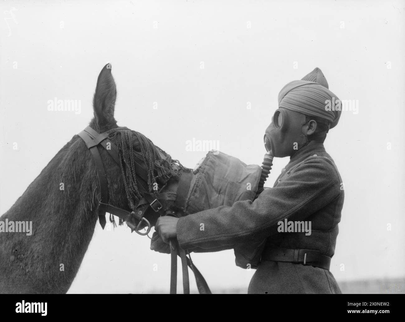 THE BRITISH INDIAN ARMY IN FRANCE, 1939-1940 - Gas masks were introduced during the Second World War for mules. This image shows the mask being fitted to a mule by an Indian soldier, 21 February 1940. The animal makes no serious objection to the mask being fitted, perhaps thinking it is a nosebag. An Indian soldier in France fitting a mask on a mule, 21 February 1940. Luckily gas was not used on the battlefield during the Second World War. Animals thought they were food bags and many gas masks were chewed to the point of uselessness Stock Photo