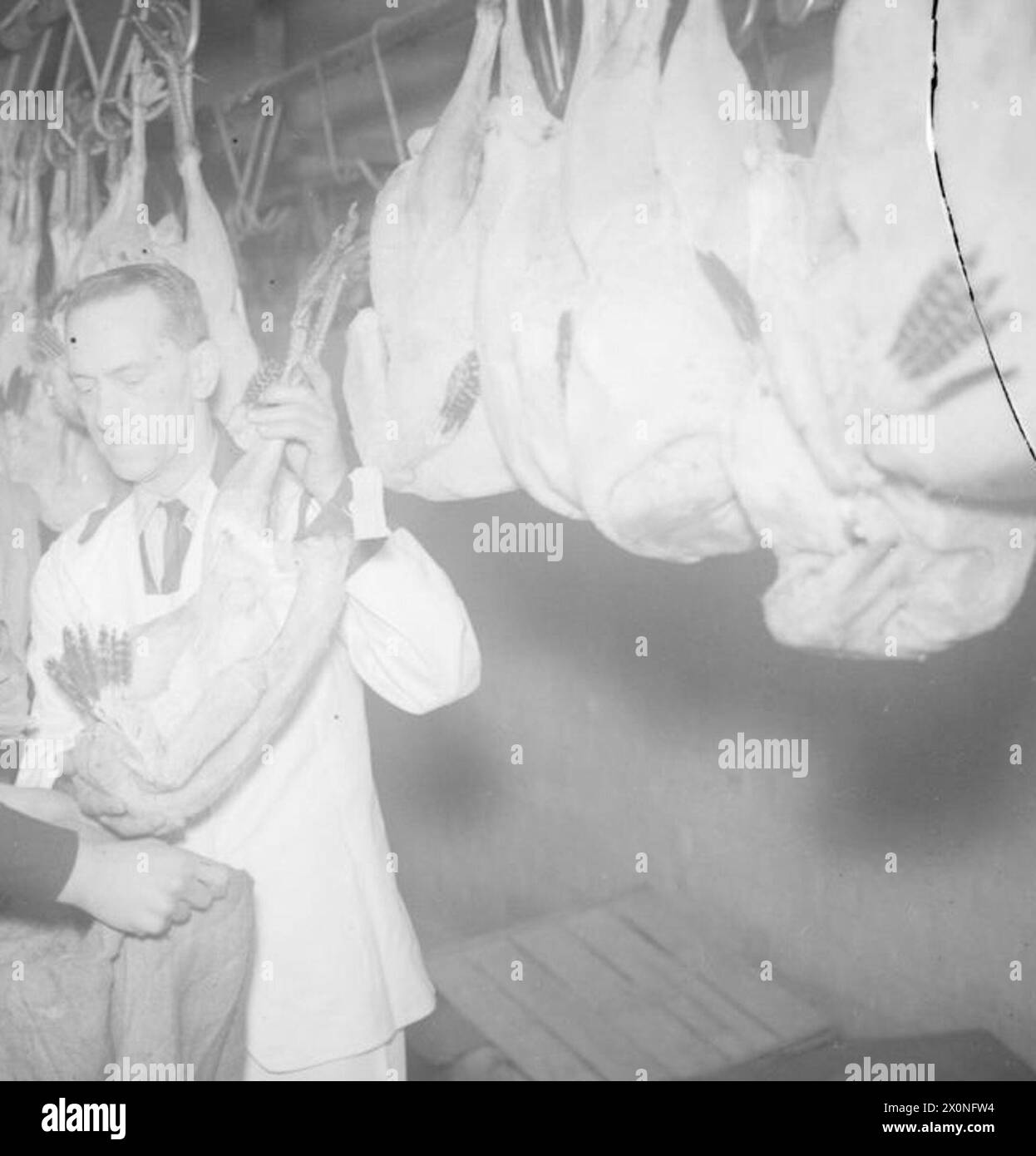 TURKEYS FOR HM SHIPS. 16 DECEMBER 1944, NAAFI WAREHOUSE, LIVERPOOL. MORE THAN 18,000 LBS OF TURKEYS ARE GATHERED FOR DISTRIBUTION TO HM SHIPS AFLOAT. - Sailors collecting their ship's Christmas dinner Stock Photo