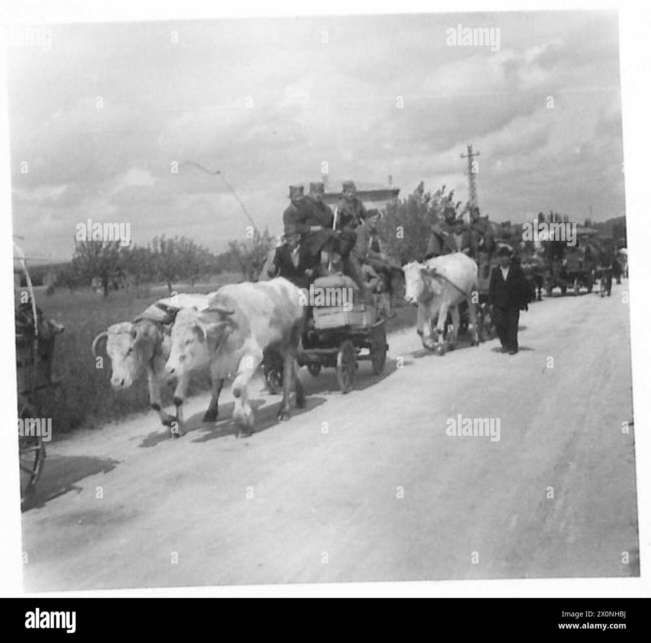 THE SURRENDER OF THE CHETNIK FORCES TO THE BRITISH ARMY, APRIL-MAY 1945 - An oxen-drawn column of Chetnik troops moving towards the British lines at Manzano to surrender, 3 May 1945. A demarcation line was fixed at the crossroads at Manzano and British troops in the area were ordered to protect the rear of Chetniks against reprisals by communist Yugoslav Partisans Chetniks, Yugoslavian Army Stock Photo