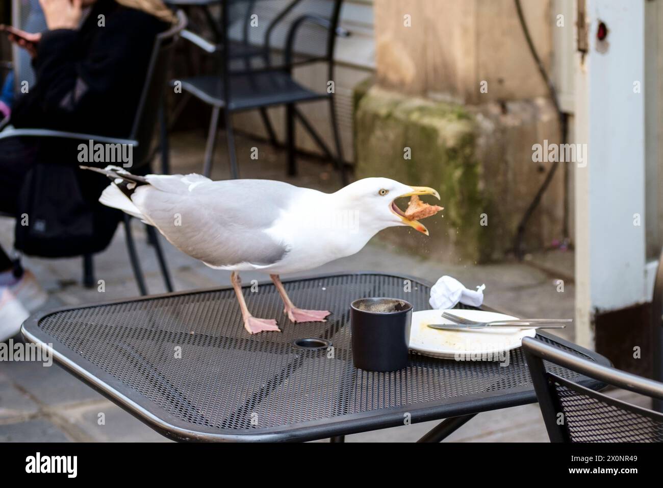 Bristol, UK. 13th Apr, 2024. A segulll helps himself to some toast left on a plate outside a Bristol cafe. Credit: JMF News/Alamy Live News Stock Photo