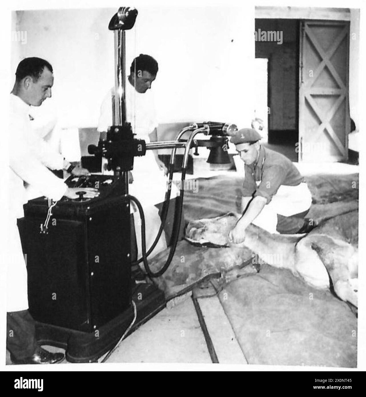 ITALY : VETERINARY HOSPITAL - A mule in the X-Ray room. Operating the machine is Pte. I.K. Thompson of Emmer Green, Reading, Berks, who was a student at the Royal Veterinary College, London. Gnr. A. Clark of Warrington, Lancs, holds the mule's head. He was a butcher in peacetime, and when asked why he was at the hospital, he stated that he could do 'a good post mortem'! Photographic negative , British Army Stock Photo