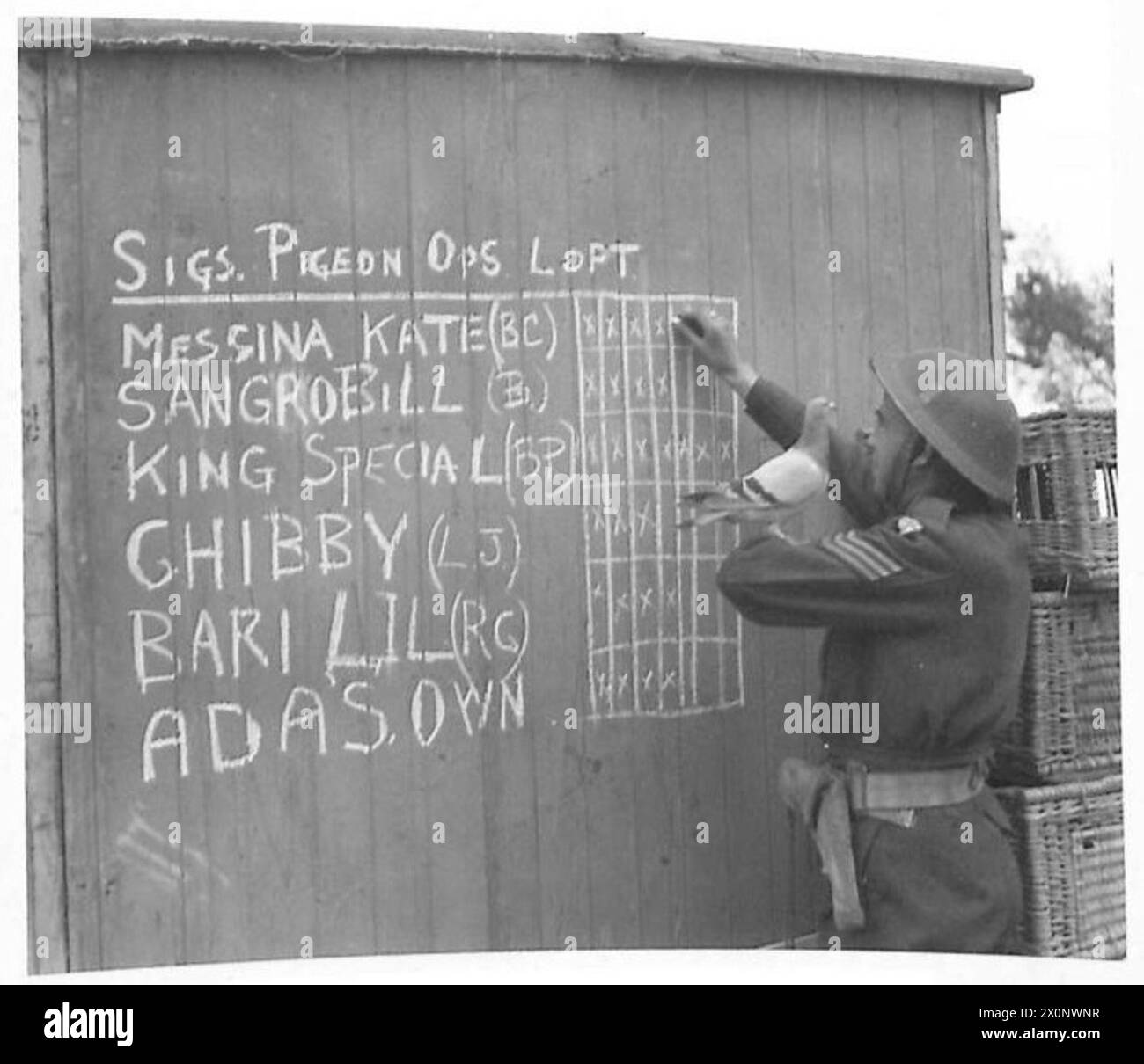THE BRITISH ARMY IN THE ITALIAN CAMPAIGN, 1943-1945 - This particular pigeon section was commanded by Sergeant King (of Wishaw, Lanarkshire) and his two subordinates - Lance Corporal H. J. Jones (of Bromsgrove, Worcestershire) and Signalman J. D. Clough (of St. Helens, Lancashire). Sergeant A. B. King of the Royal Corps of Signals writing a record of operational flights of his favourite pigeons on the chart marked with crosses. The 8th Army HQ at Vasto, 9 December 1943.Names of the birds go as follows - Messina Kate, Sangro Bill, King Special, Ghibby, Bari Lil, Adas Own. This section of pigeon Stock Photo