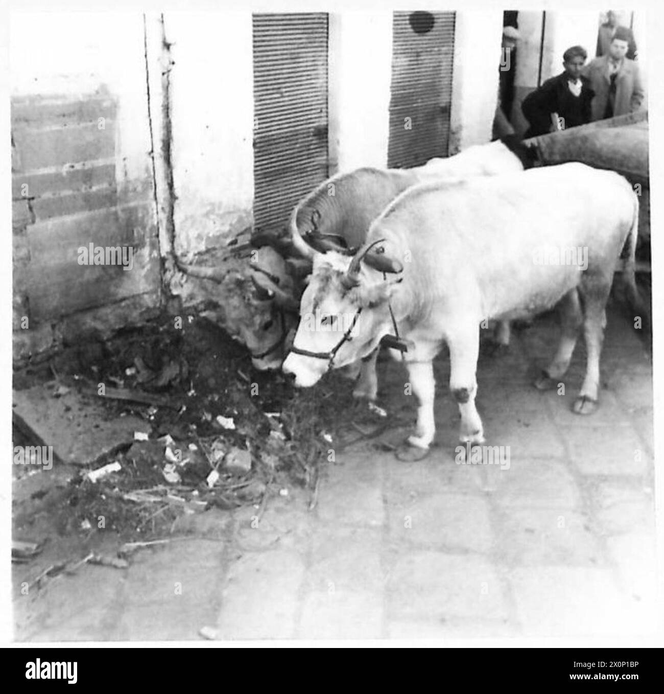 THE HUSK THAT WAS GREECE - Animals have to scavenge for food among scrap heaps, and these oxen are no exception. Photographic negative , British Army Stock Photo