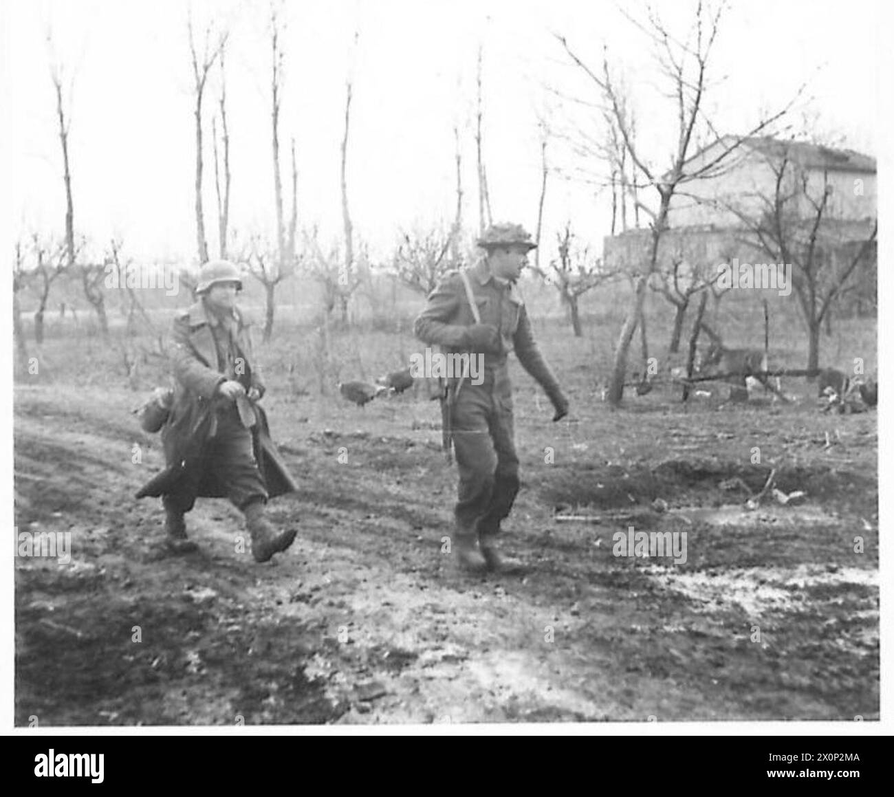 EIGHTH ARMY : VARIOUS - This German did not need much encouragement to join his many comrades in captivity. He walks quietly beside Rfn. G. Keen of Maidenhead. Photographic negative , British Army Stock Photo