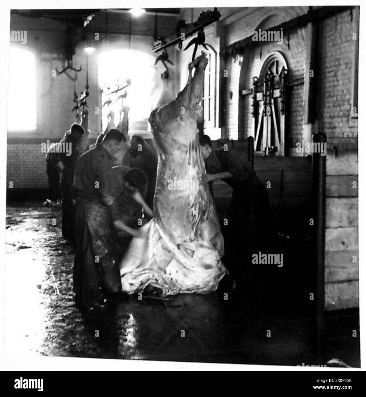 ARMY BUTCHERS AT WORK - A scene in the slaughter house where butting