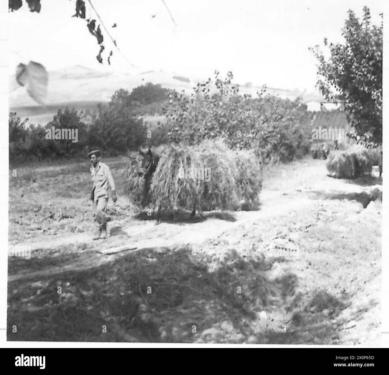 THE BRITISH ARMY IN NORTH AFRICA, SICILY, ITALY, THE BALKANS AND AUSTRIA 1942-1946 - The hills before Rimini have once again brought the mule to the fore, carrying supplies where sheeled transport could never move. These "camouflaged horses" are in reality mules carrying fodder up the side of a hill. The cart track on the far side of the hill is impassable, being under Spandau fire. Photographic negative , British Army Stock Photo