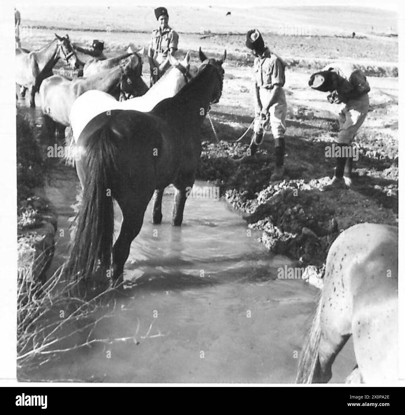 TRANSJORDAN FRONTIER FORCE Feeding and watering the horses of the