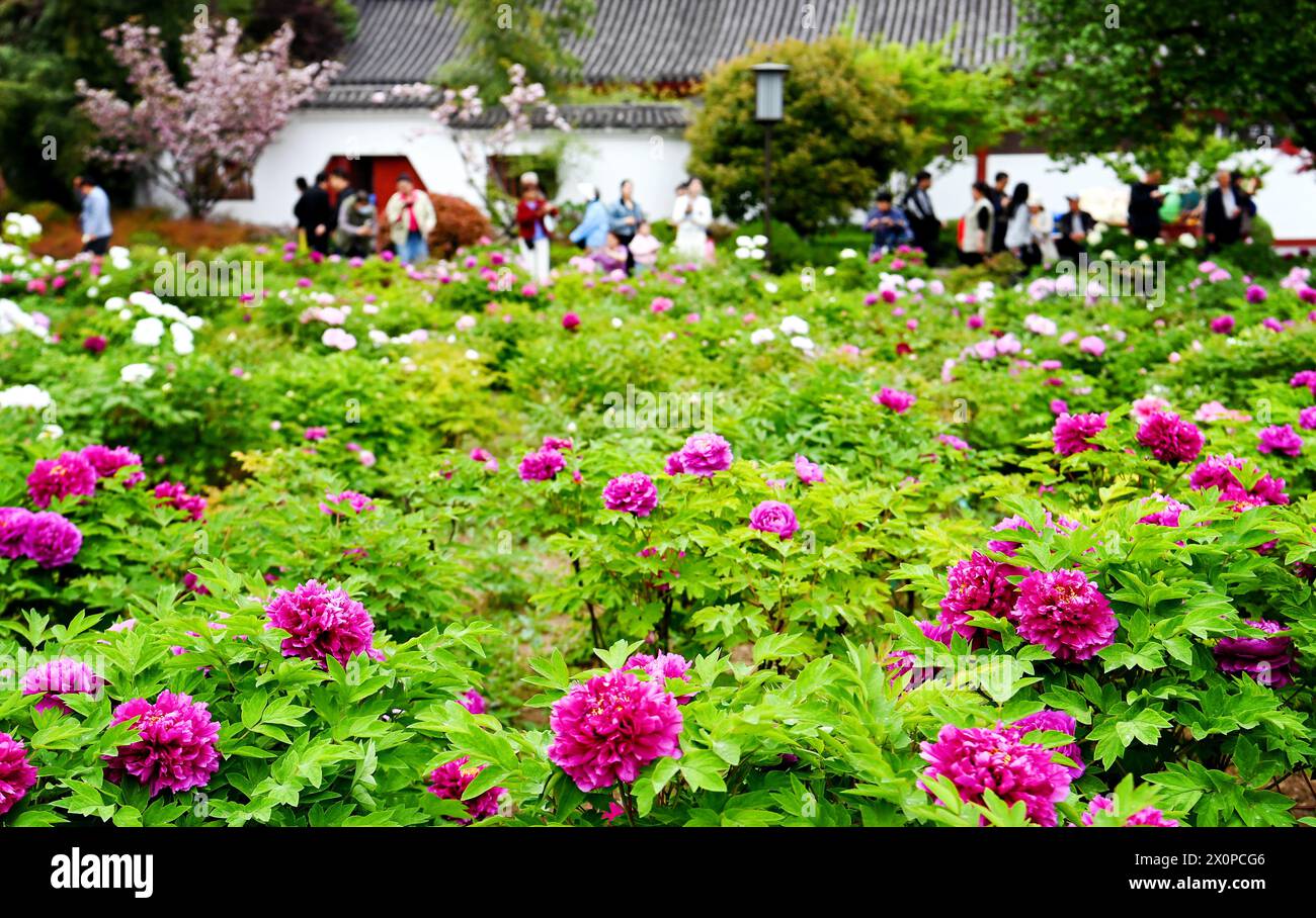 Xi'an, China's Shaanxi Province. 7th Apr, 2024. Tourists visit a peony exhibition at a park in Xi'an, northwest China's Shaanxi Province, April 7, 2024. Xi'an, one of the ancient capitals in Chinese history, is a popular tourist destination specially in this spring. It indulges visitors with the beauty of blossom flowers and immersive cultural experiences at the landmark cultural sites such as ancient city walls, Giant Wild Goose Pagoda, Qinglong Temple, Daming Palace National Heritage Park, etc. Credit: Zou Jingyi/Xinhua/Alamy Live News Stock Photo