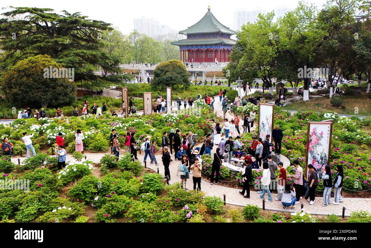 Xi'an, China's Shaanxi Province. 7th Apr, 2024. A drone photo shows tourists visiting a peony exhibition at a park in Xi'an, northwest China's Shaanxi Province, April 7, 2024. Xi'an, one of the ancient capitals in Chinese history, is a popular tourist destination specially in this spring. It indulges visitors with the beauty of blossom flowers and immersive cultural experiences at the landmark cultural sites such as ancient city walls, Giant Wild Goose Pagoda, Qinglong Temple, Daming Palace National Heritage Park, etc. Credit: Zou Jingyi/Xinhua/Alamy Live News Stock Photo