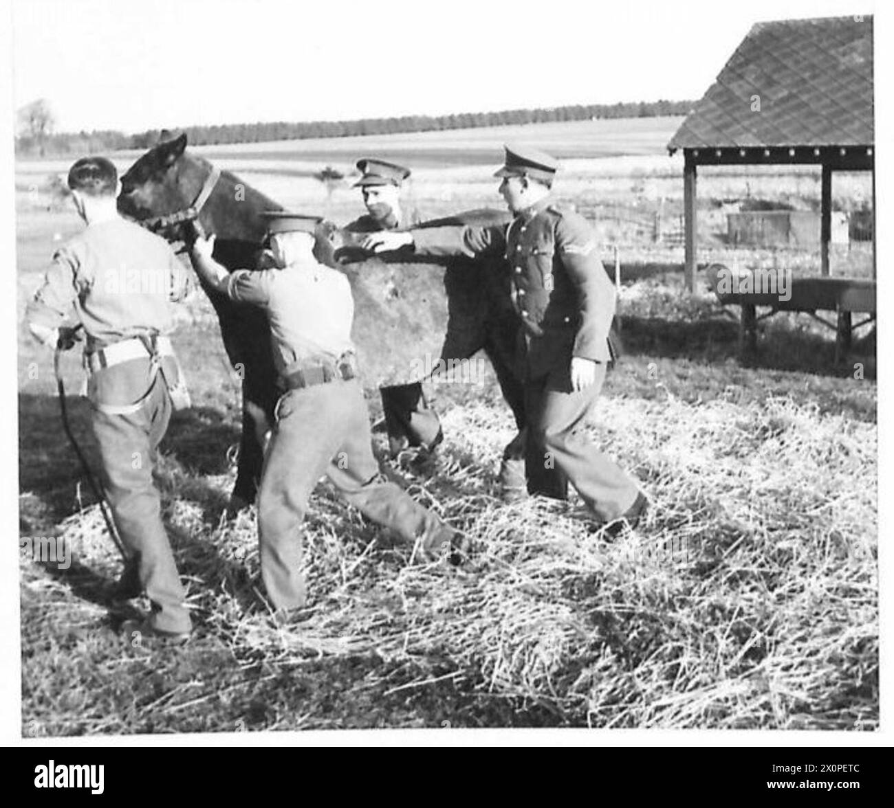 THE ROYAL ARMY VETERINARY CORPS The operation is over and the horse