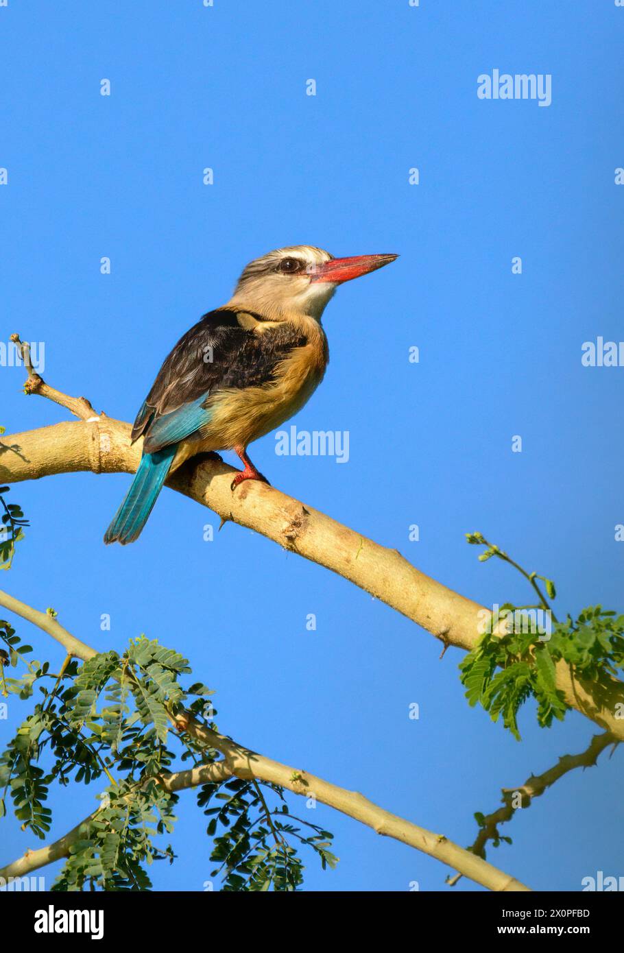 Brown-hooded Kingfisher at Crooks Corner in the North of Kruger National park South Africa Stock Photo