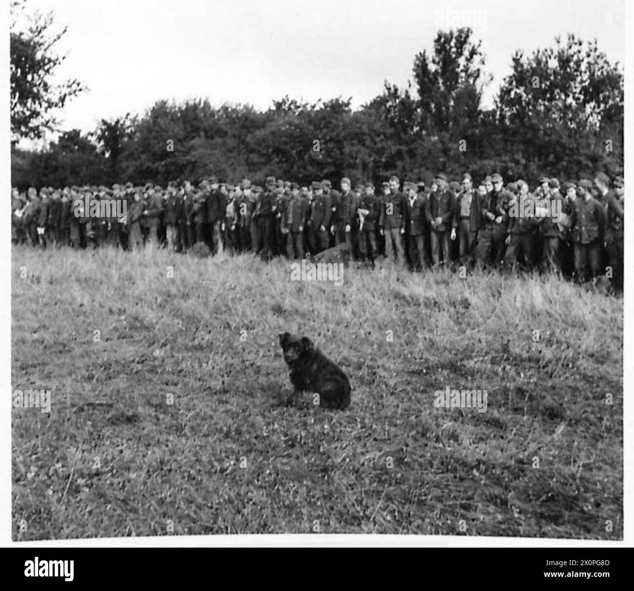 THE BATTLE OF THE FALAISE POCKET, AUGUST 1944 - A small dog in front of ...