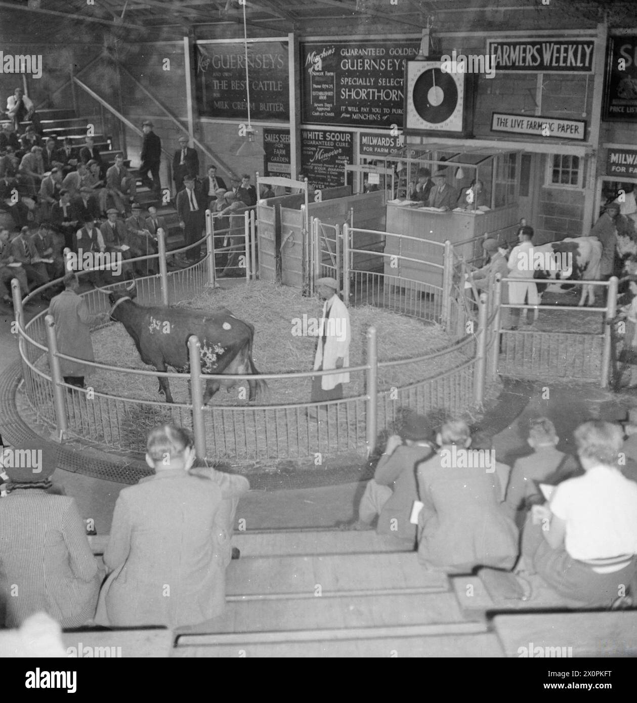 A PICTURE OF A SOUTHERN TOWN: LIFE IN WARTIME READING, BERKSHIRE, ENGLAND, UK, 1945 - A view of the sale ring at the cattle market in Reading, during a sale of Pedigree Ayrshire cattle. A cow is led around the ring, as auctioneers (visible in the box in the background under the sign board) and farmers (seated on wooden tiered seating around the edge of the ring) look on Stock Photo