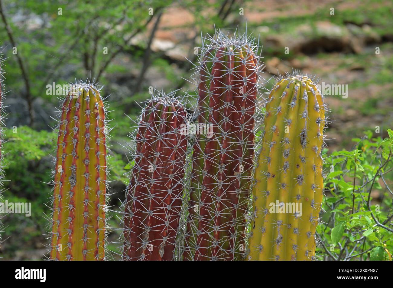 Four cacti with different colors are standing in a field. The colors are red, yellow, and green Stock Photo