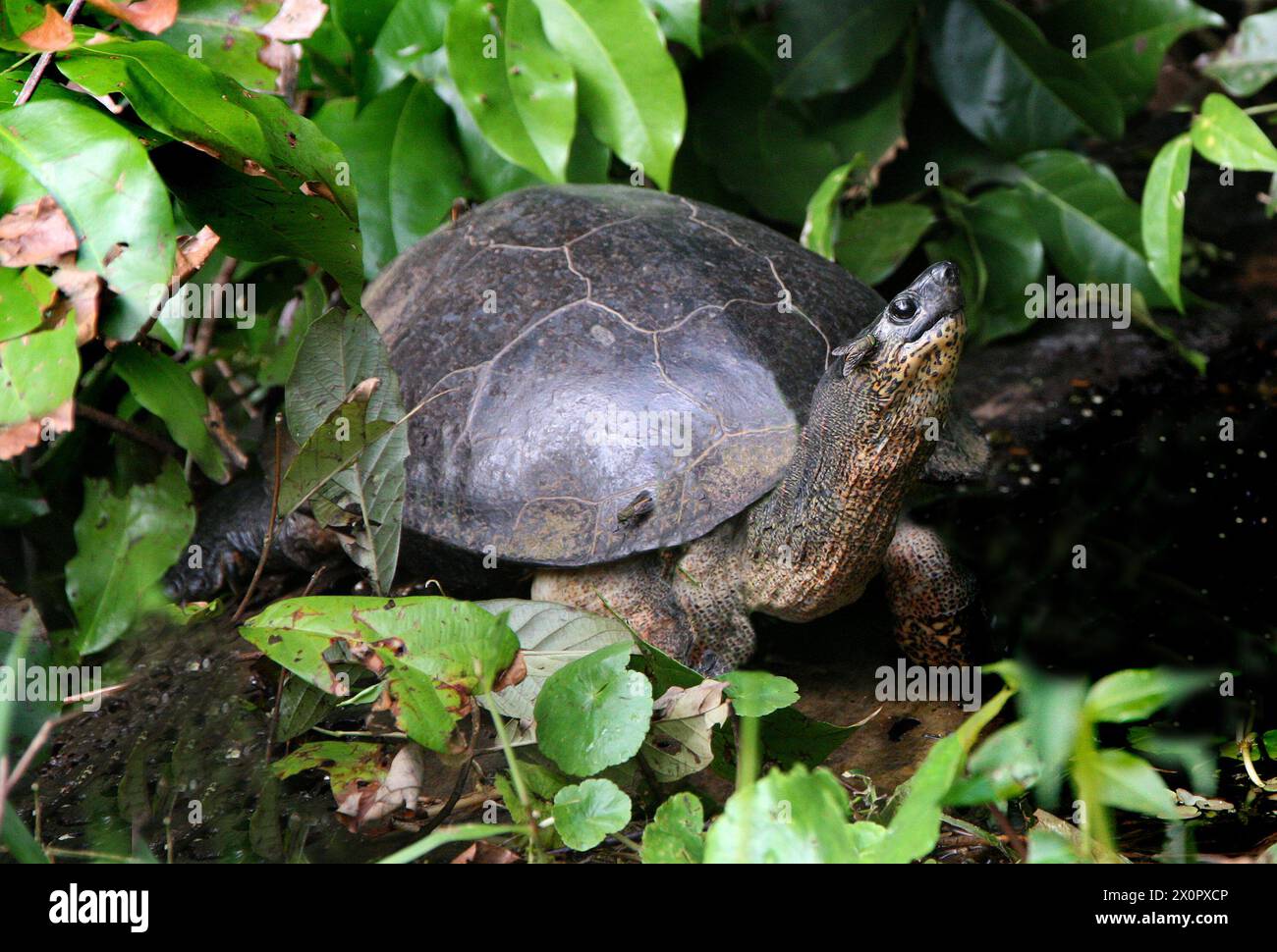 Black River Turtle or Black Wood Turtle, Rhinoclemmys funerea, Geoemydidae. Tortuguero, Costa Rica. The black river turtle (Rhinoclemmys funerea), or Stock Photo