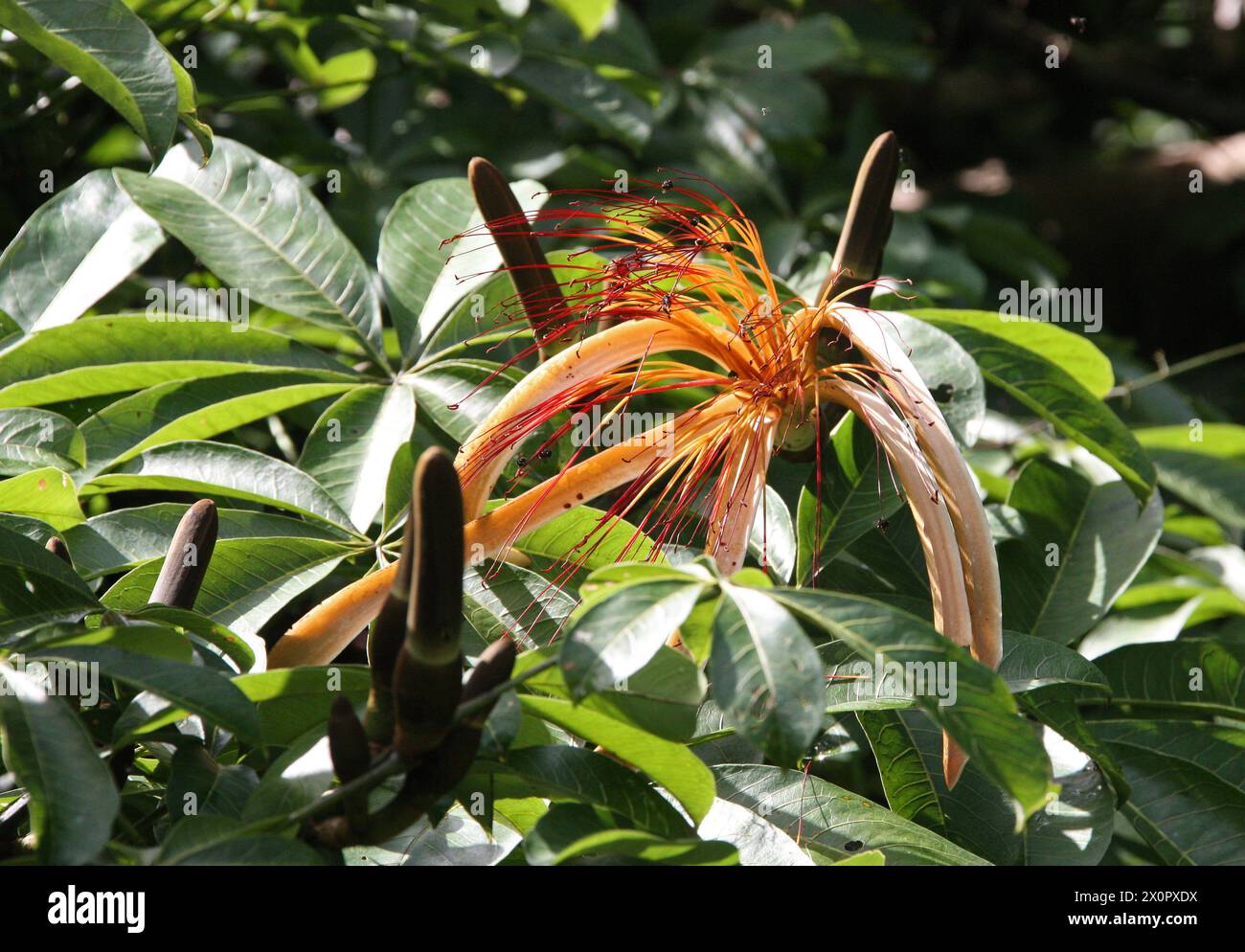Malabar Chestnut, Pachira aquatica, Malvaceae. Tortuguero, Costa Rica, Central America. Stock Photo