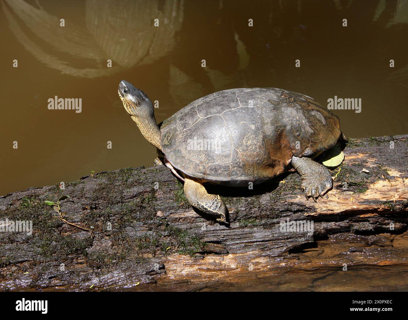 Black River Turtle or Black Wood Turtle, Rhinoclemmys funerea, Geoemydidae. Tortuguero, Costa Rica. Stock Photo