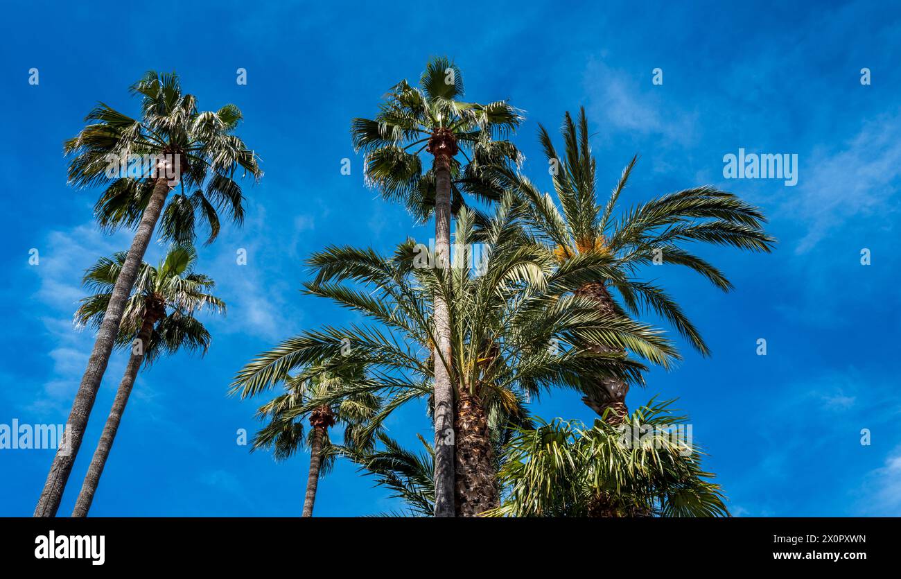 Palm trees in the centre of Sorrento, Italy Stock Photo