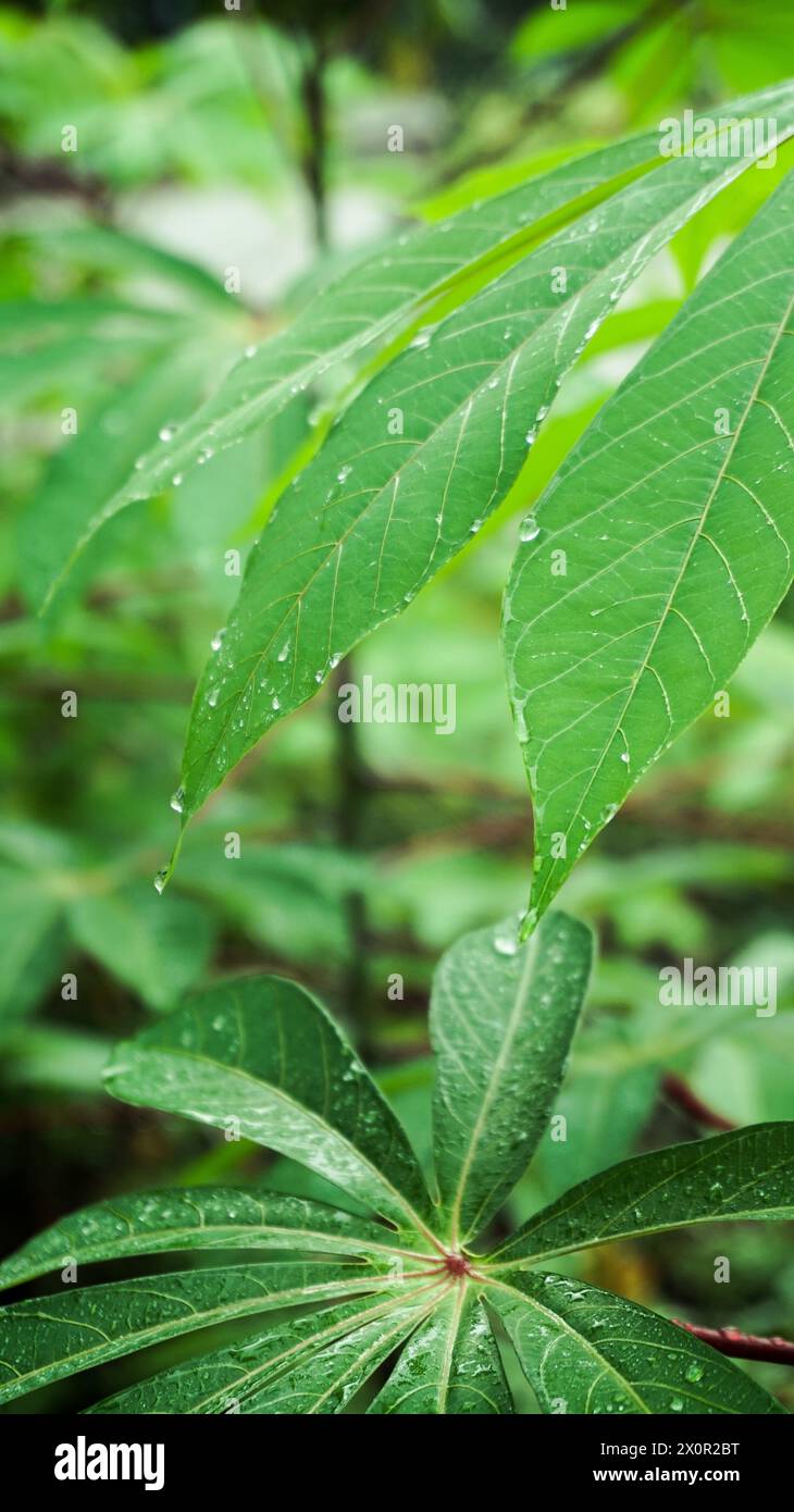 Cassava leaf after rain Stock Photo