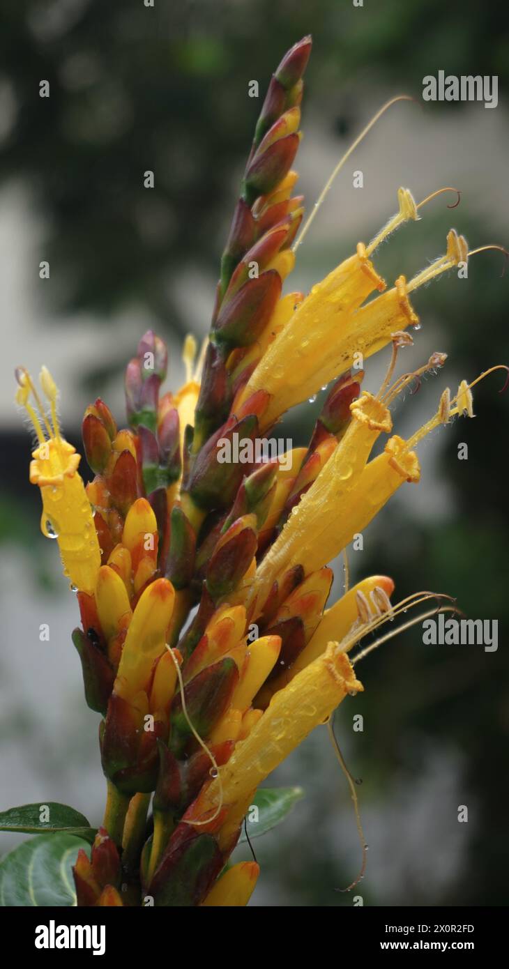 Orange flower in the garden Stock Photo